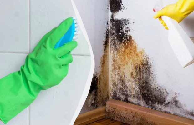 Чорна цвіль зникне назавжди: ось чим потрібно її попшикати