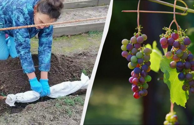 За такої позначки на градуснику потрібно накрити виноград: без цього він замерзне