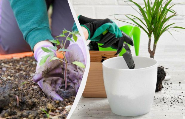 Посевной календарь на декабрь: что можно сеять до Нового года