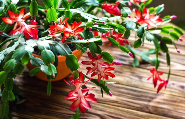Секрет пышного цветения рождественника: как и когда его поливать