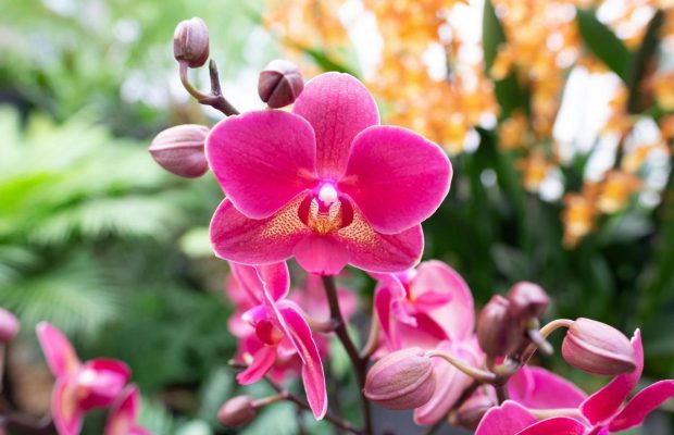 Орхідея в'яне на очах: як повернути рослину до життя