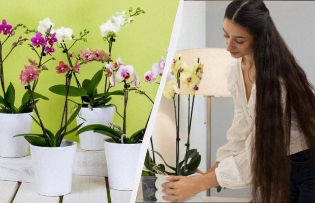 Простий прийом "розбудить" орхідеї: цвітуть як божевільні навіть узимку