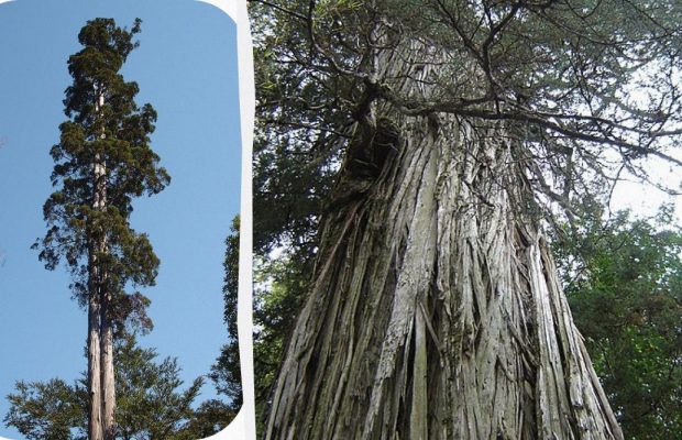 Кипарис, що пережив 5 льодовикових періодів, претендує на звання найстаршого дерева світу