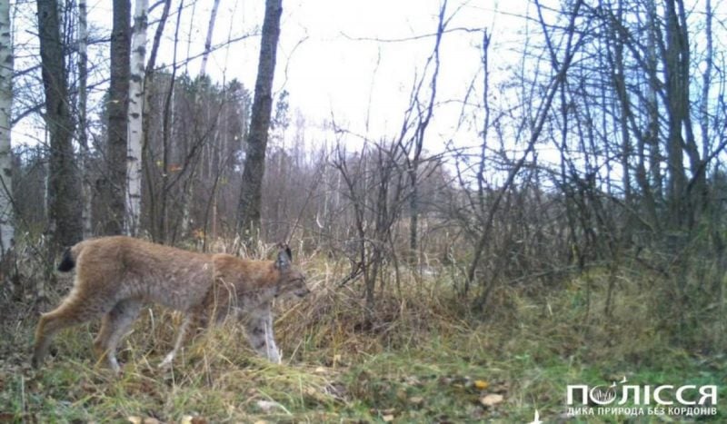 Біля Чорнобиля помітили небезпечного хижака: дослідники назвали 5 цікавих фактів про нього