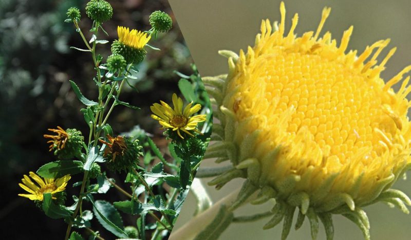 Украину "захватывает" опасное растение: что о нем известно