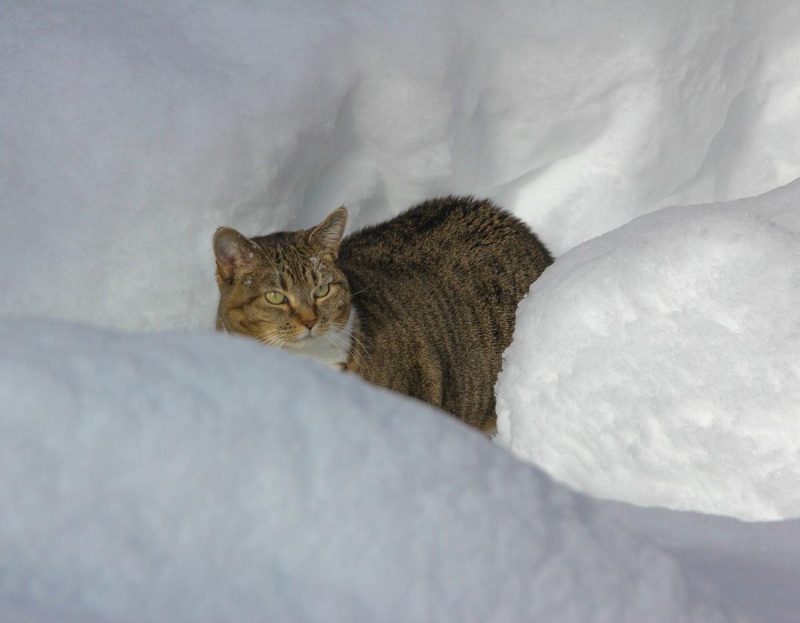 13 січня на українців чекають сильні морози