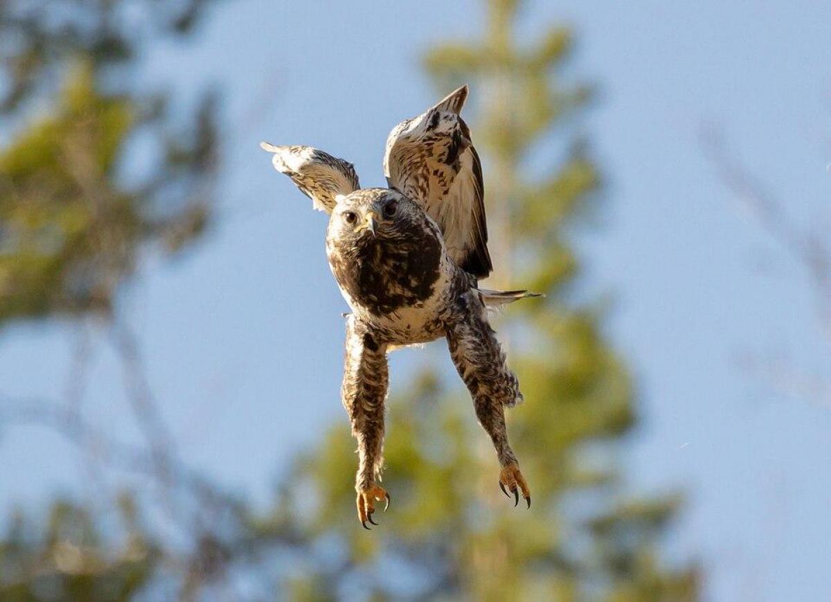 / фото wikipedia