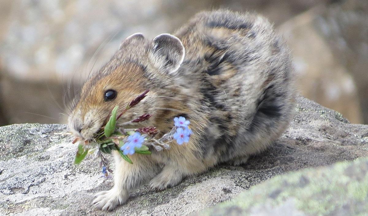 /фото - wikipedia.org /фото - wikipedia.org