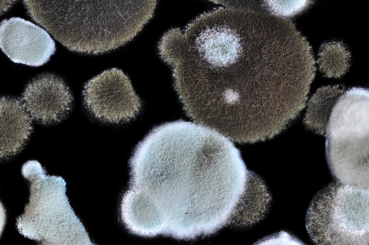 Учені виявили грибки, що можуть процвітати в умовах підвищеної радіації / фото ua.depositphotos.com