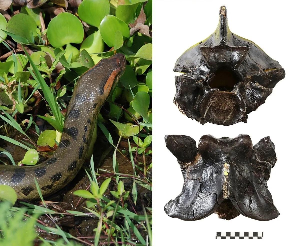 У Південній Америці знайшли кістки гігантських змій: що з'ясували вчені (фото)