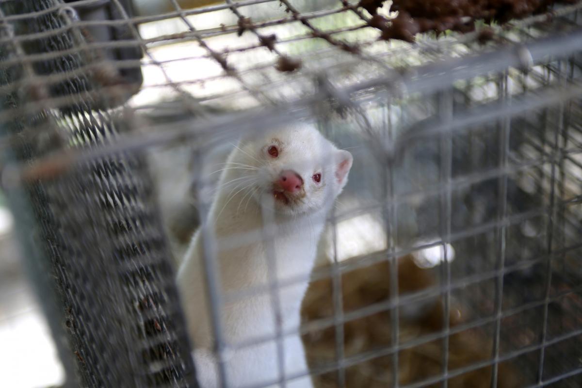 В Польше полностью запретили выращивать животных для получения меха