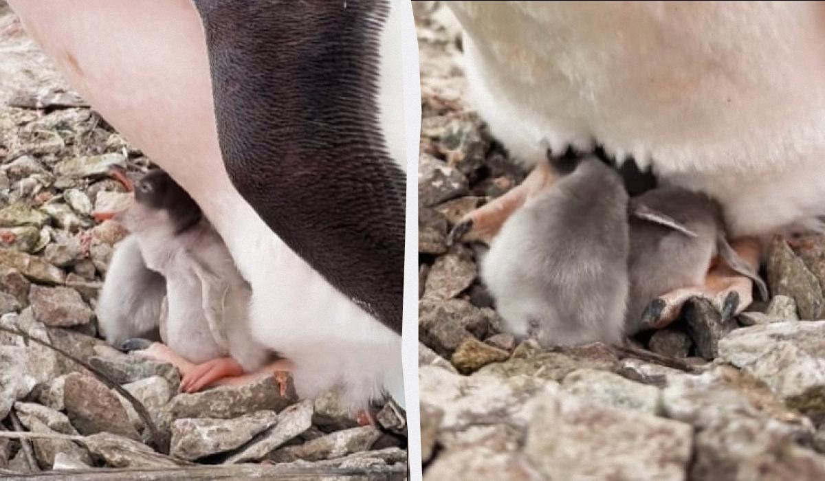 Новорожденные пингвины на острове Галиндез / коллаж УНИАН, скриншоты