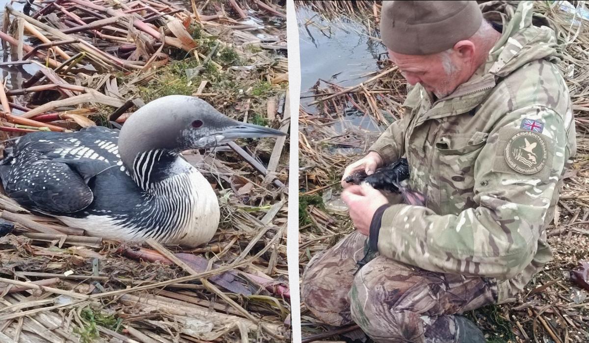 На Одещину птах потрапляє під час міграцій або зимівлі / колаж УНІАН, фото Facebook Нижньодністровського нацпарку