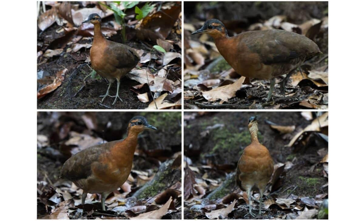 / фото Луис А. Мораис / фото Луис А. Мораис