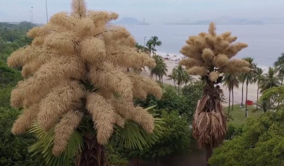 / кадр з відео Associated Press