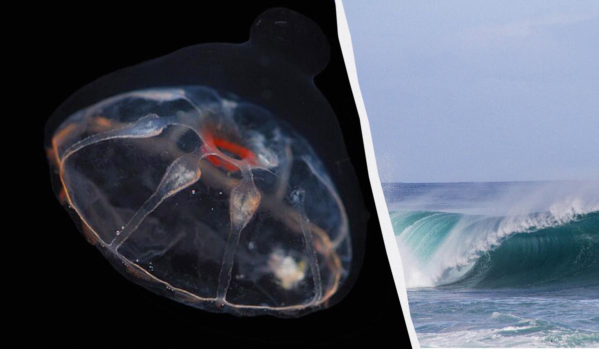 Scienziati scoprono un confine invisibile nell'oceano che impedisce alle meduse di attraversarlo