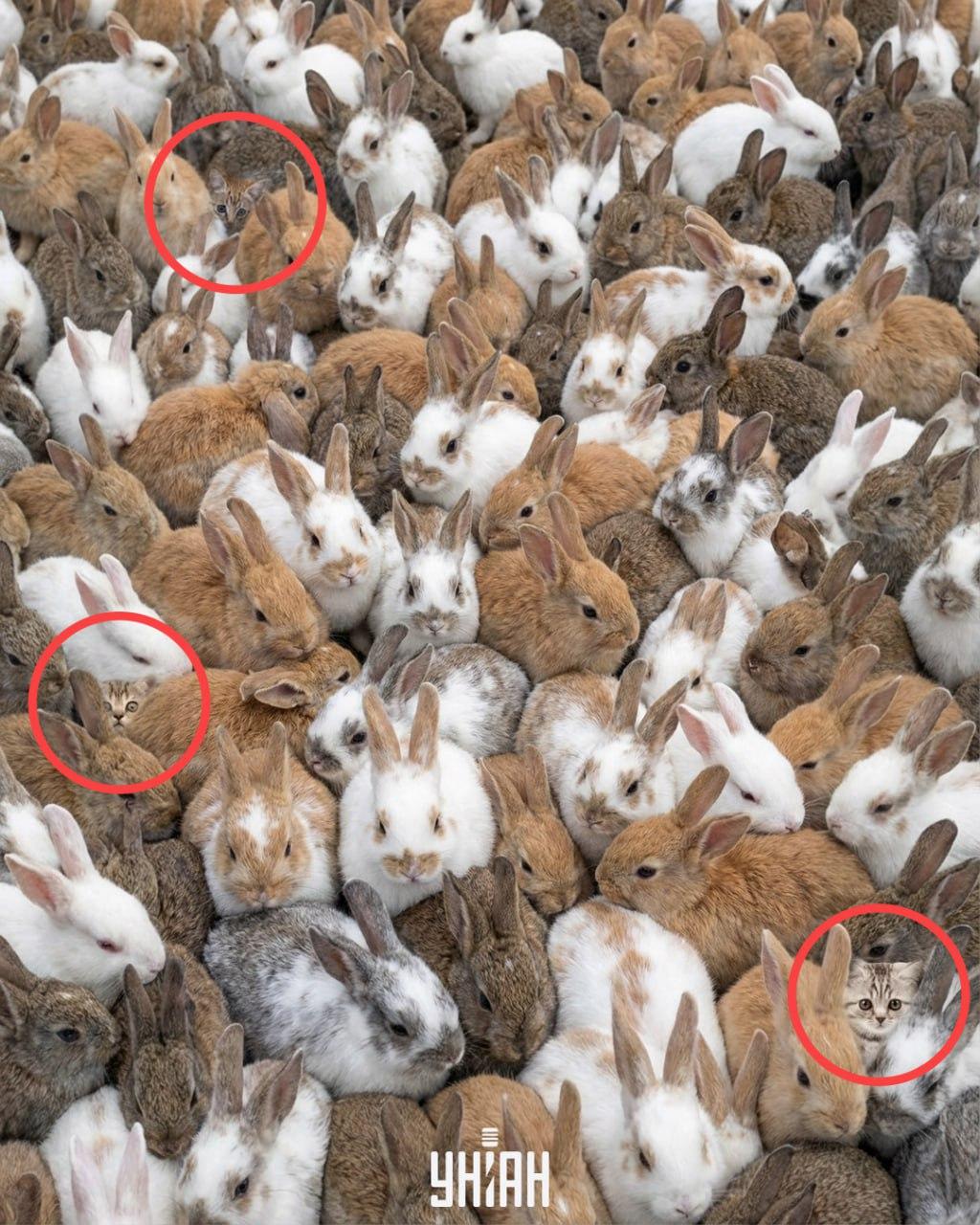 коллаж УНИАН