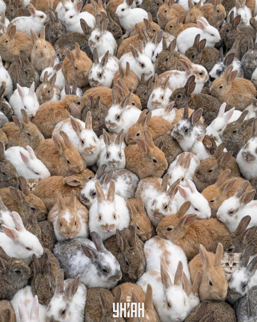 коллаж УНИАН