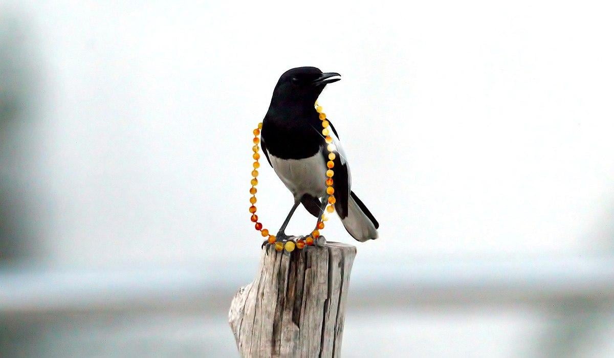 Орінтолог пояснила, чи справді сороки люблять все блискуче / Колаж УНІАН Орінтолог пояснила, чи справді сороки люблять все блискуче / Колаж УНІАН