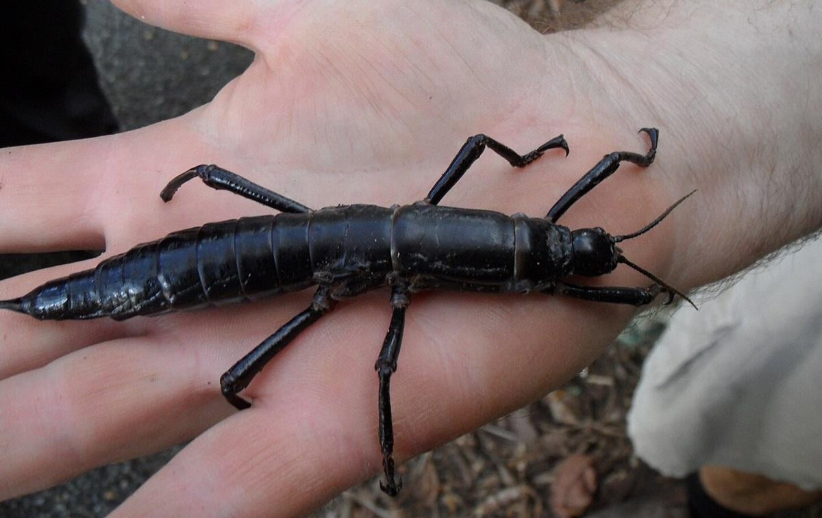 До початку 1930-х років вид Dryococelus australis вважався повністю вимерлим / фото - wikipedia.org/Granitethighs До початку 1930-х років вид Dryococelus australis вважався повністю вимерлим / фото - wikipedia.org/Granitethighs