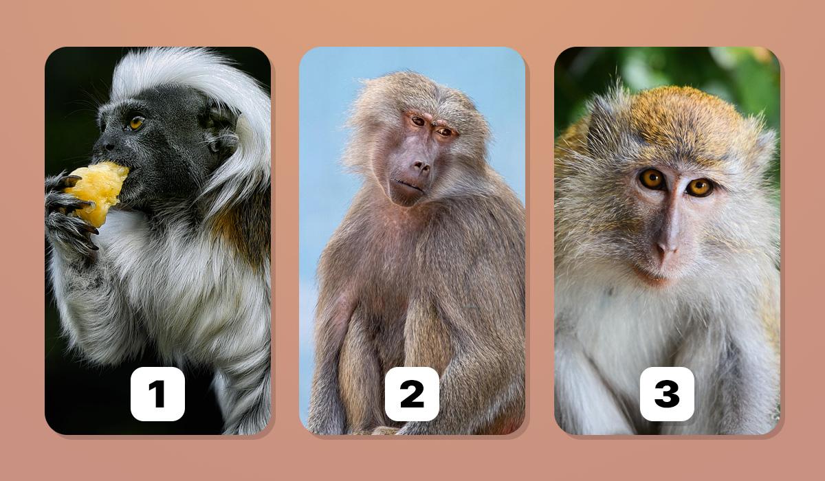 Тест на ідентифікацію Тест на ідентифікацію