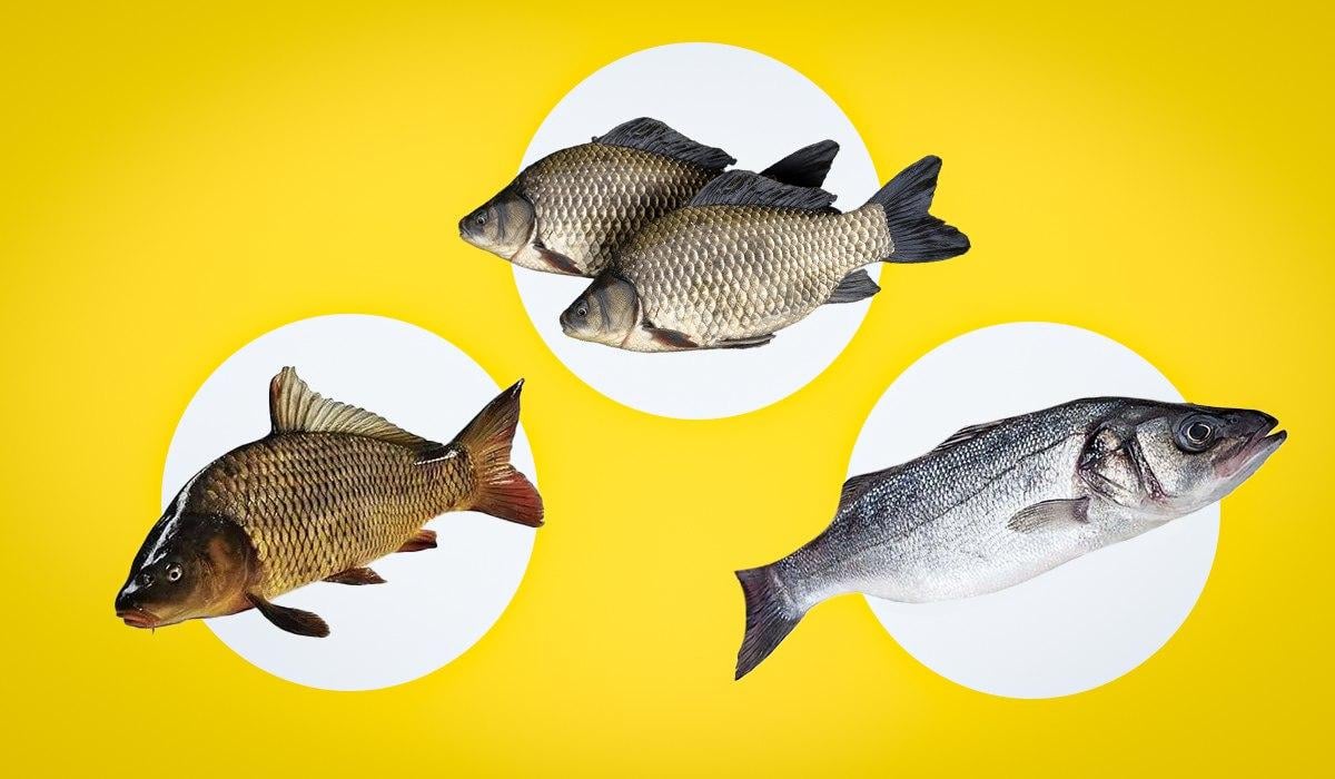 Як зрозуміти, що риба свіжа: лікар розповів, на що звертати увагу Як зрозуміти, що риба свіжа: лікар розповів, на що звертати увагу