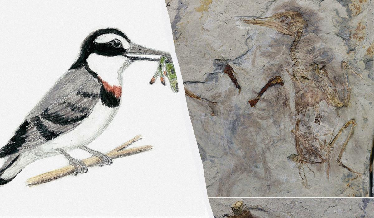 Палеонтологи вивчили скам'янілість стародавнього птаха / колаж УНІАН, фото Вікіпедія, Palaeontologica Electronica Палеонтологи вивчили скам'янілість стародавнього птаха / колаж УНІАН, фото Вікіпедія, Palaeontologica Electronica