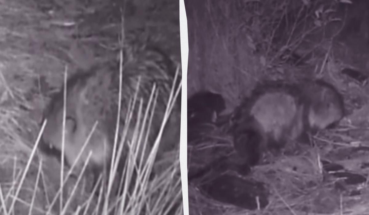 коллаж УНИАН, скриншот коллаж УНИАН, скриншот