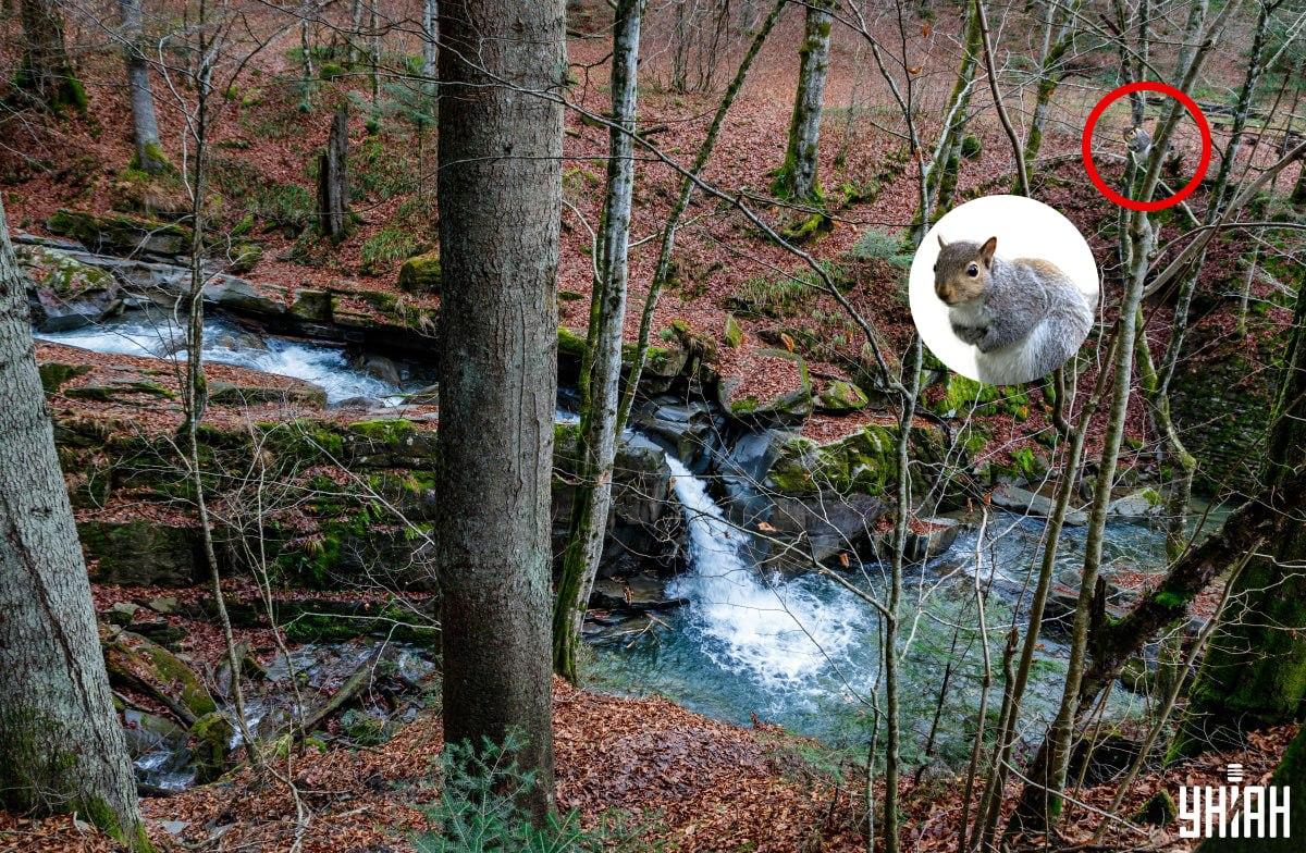 колаж УНІАН, фото УНІАН, Немеш Янош колаж УНІАН, фото УНІАН, Немеш Янош