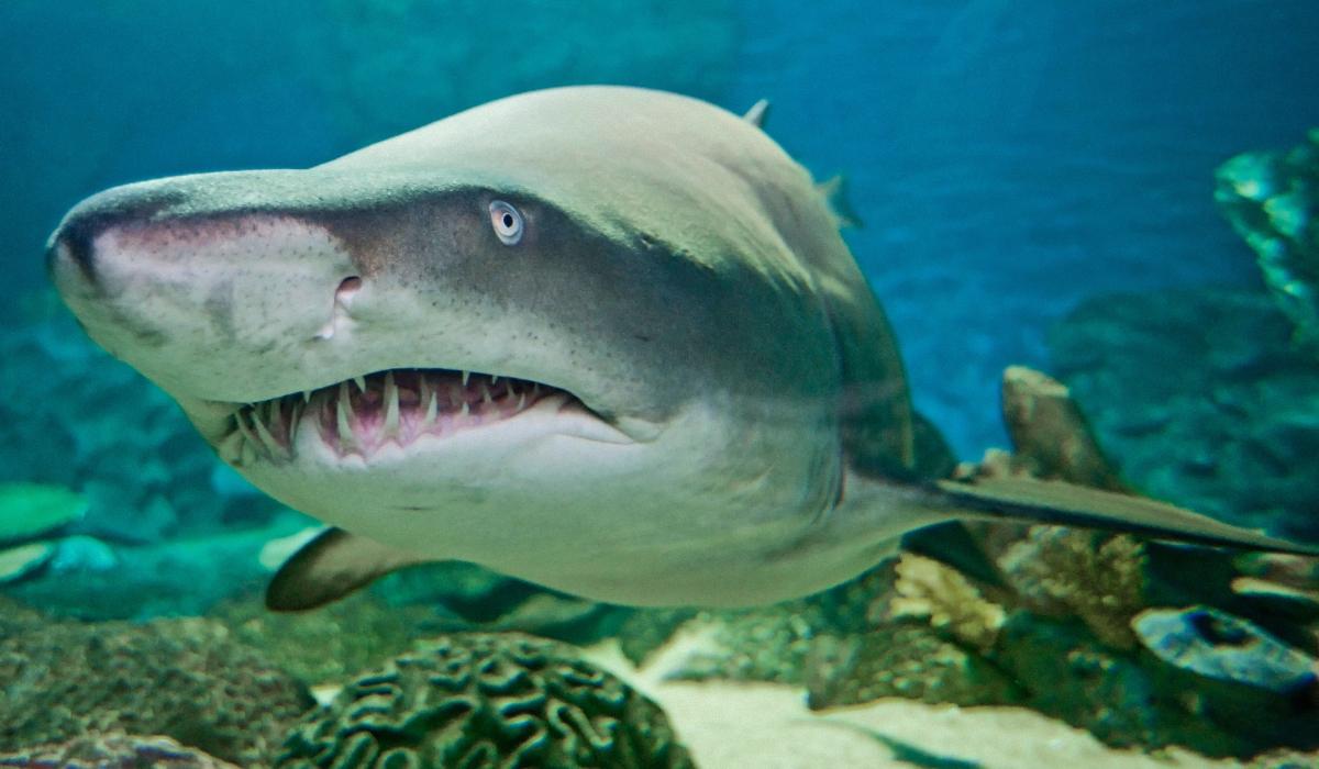 Що робити якщо зустрів акулу