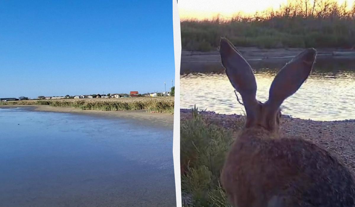 Заєць під час небезпеки може шукати захисту у людини / колаж УНІАН, фото нацпарку, скріншот Заєць під час небезпеки може шукати захисту у людини / колаж УНІАН, фото нацпарку, скріншот