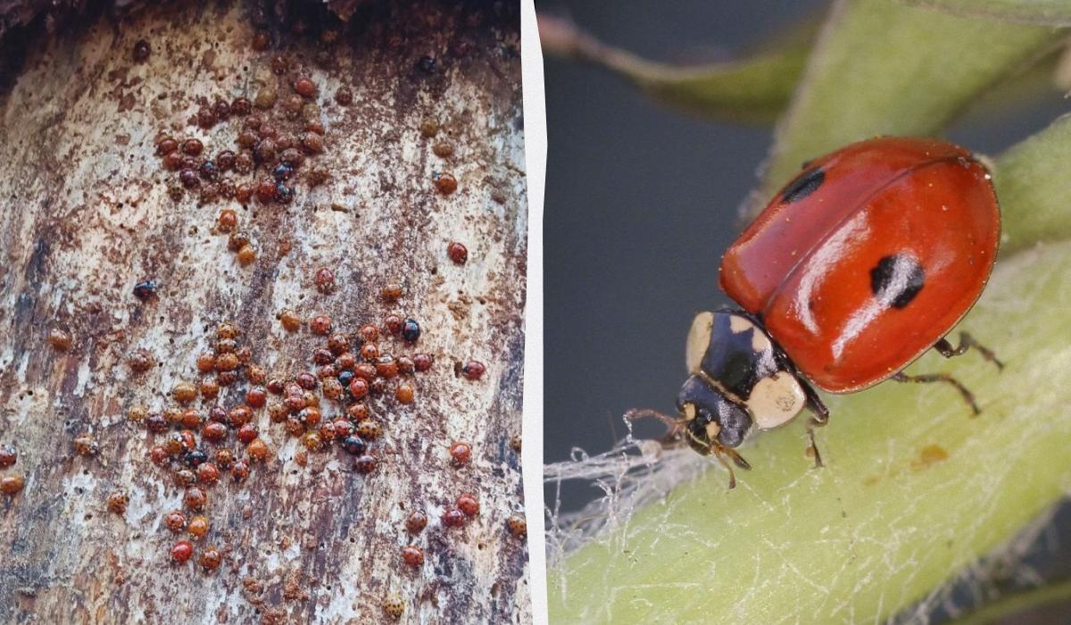 Зміни клімату порушують звичні ритми жуків / колаж УНІАН, фото заповідника, УНІАН Зміни клімату порушують звичні ритми жуків / колаж УНІАН, фото заповідника, УНІАН