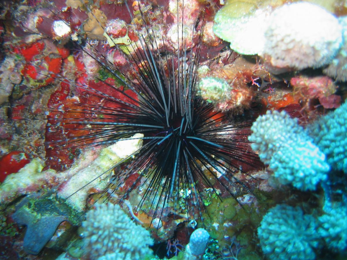 фото Вікіпедія фото Вікіпедія