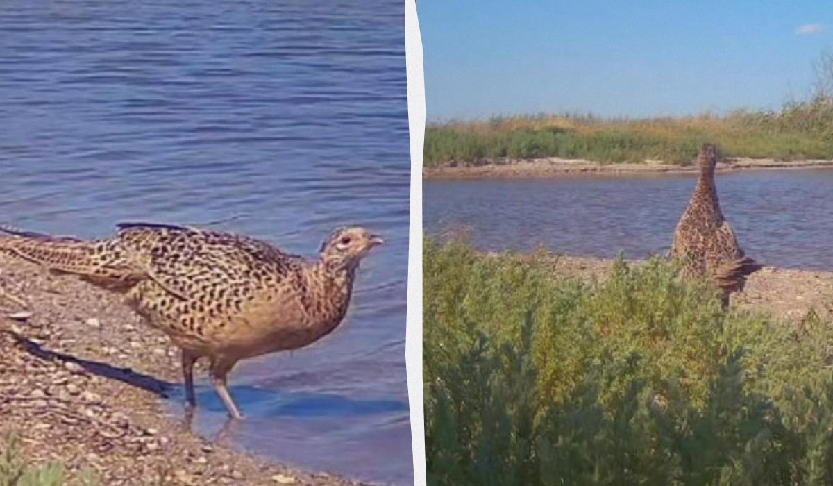 Завезений на Причорномор’я птах вживає солону воду з лиману / колаж УНІАН, скріншоти Завезений на Причорномор’я птах вживає солону воду з лиману / колаж УНІАН, скріншоти