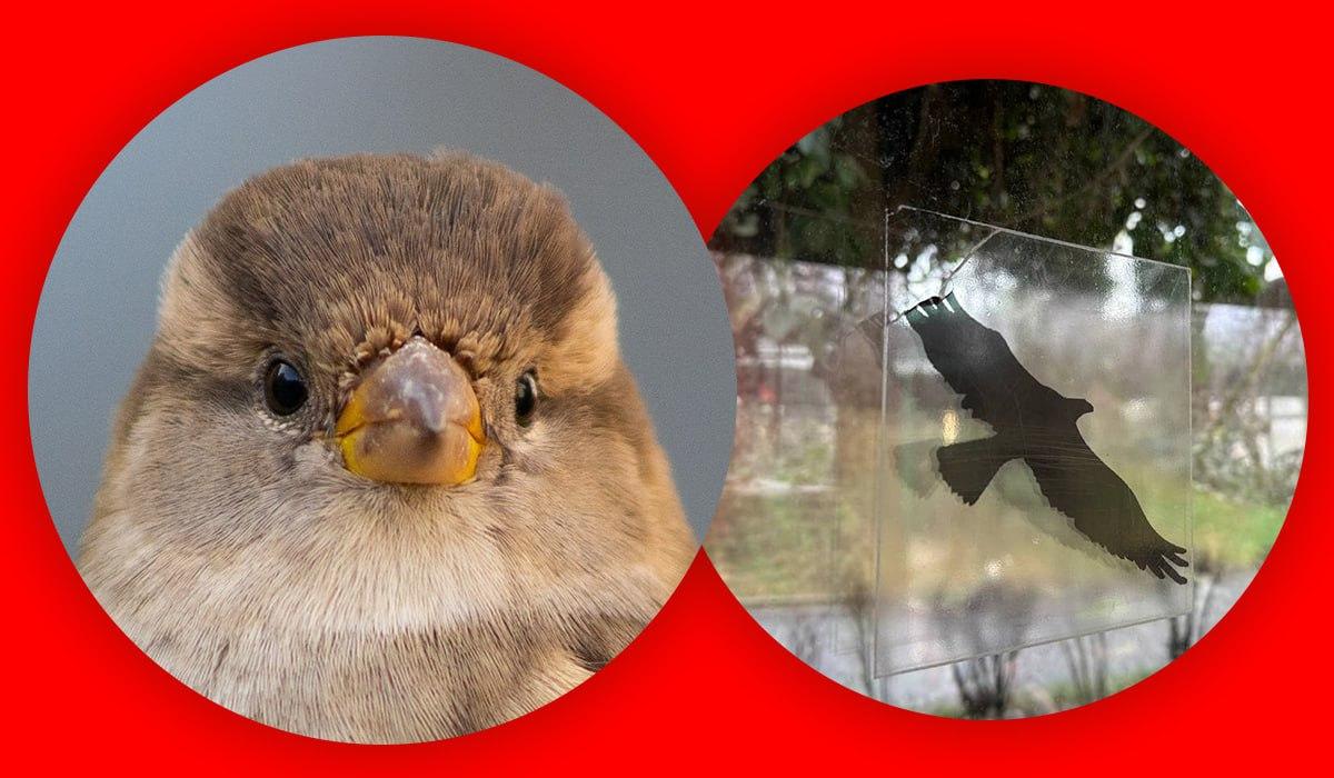 коллаж УНИАН, фото УНИАН коллаж УНИАН, фото УНИАН