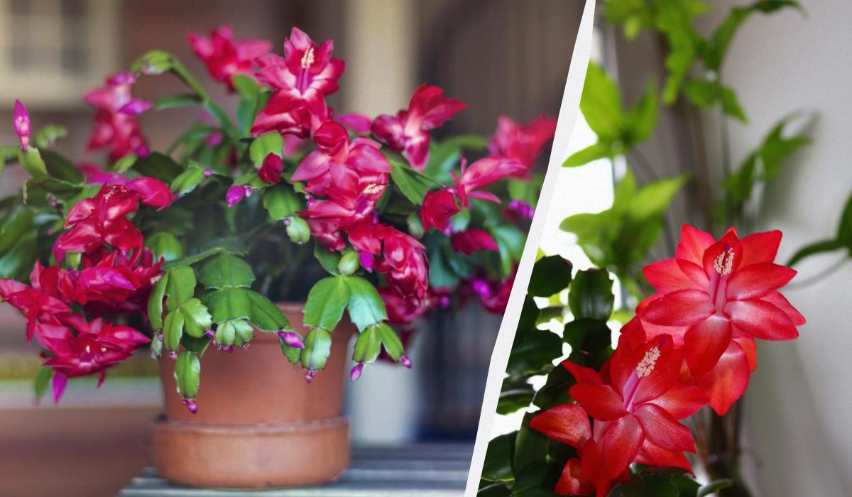 колаж УНІАН, фото Pixabay, ua.depositphotos.com колаж УНІАН, фото Pixabay, ua.depositphotos.com