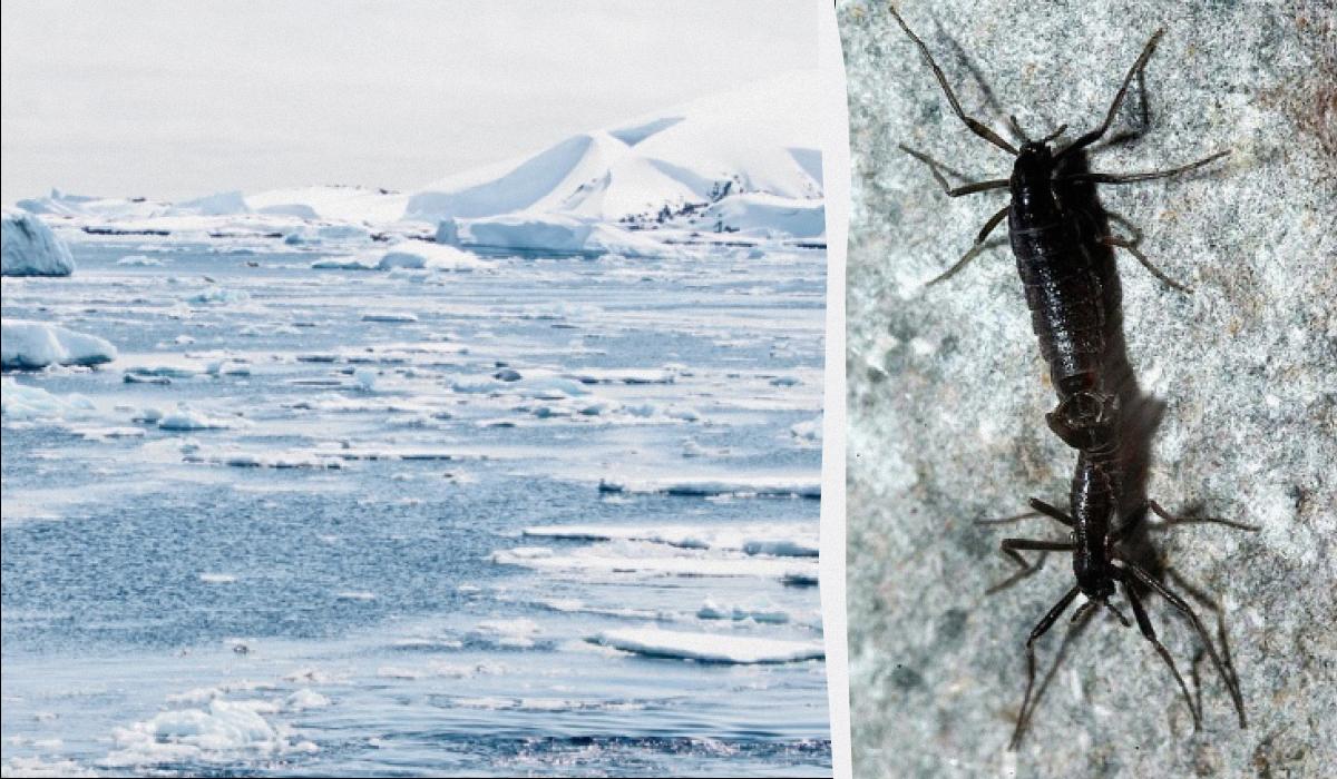 коллаж УНИАН, фото pxhere.com, Википедия коллаж УНИАН, фото pxhere.com, Википедия