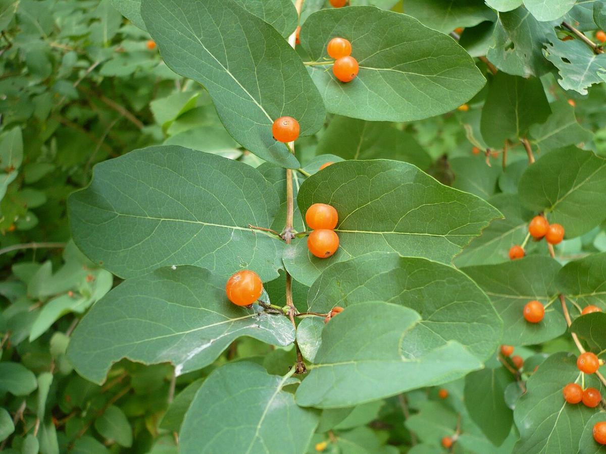 Жимолость татарська виглядає ось так / фото Wikipedia Жимолость татарська виглядає ось так / фото Wikipedia