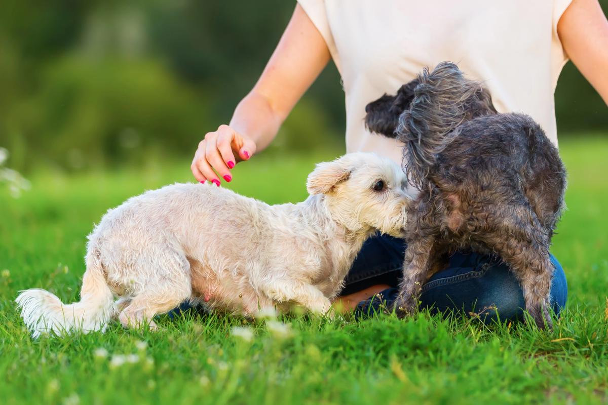 Чому собаки нюхають один одному під хвостом Чому собаки нюхають один одному під хвостом