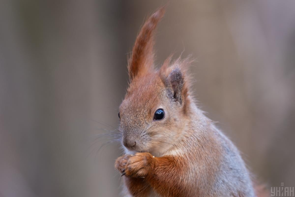 фот УНІАН фот УНІАН