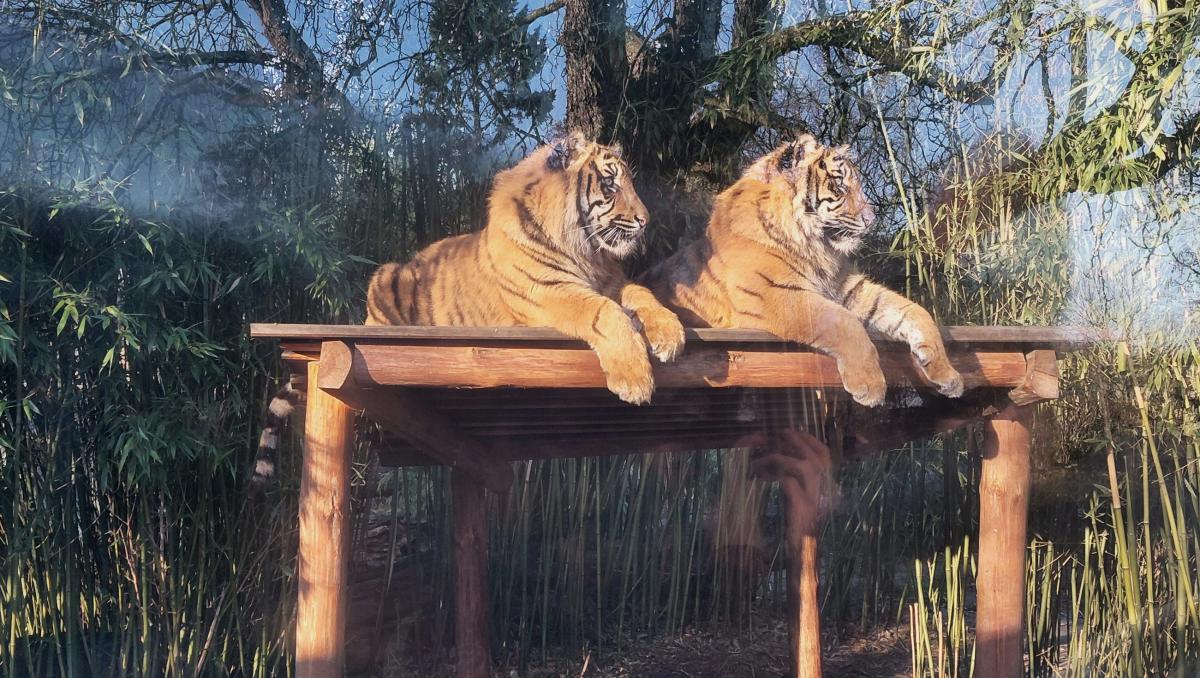 Тигренята у вроцлавському зоопарку / фото Марина Григоренко Тигренята у вроцлавському зоопарку / фото Марина Григоренко
