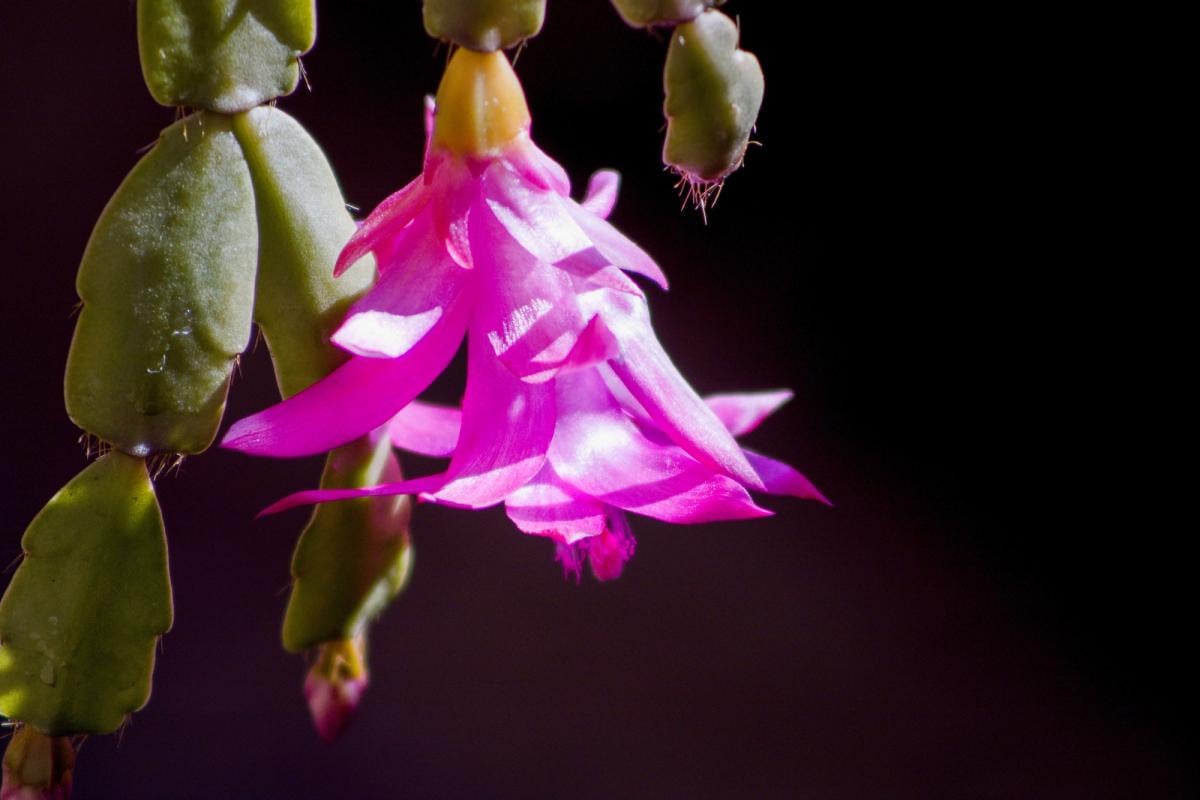 Де найкраще ростиме різдвяник: експертка назвала місце за фен-шуй Де найкраще ростиме різдвяник: експертка назвала місце за фен-шуй