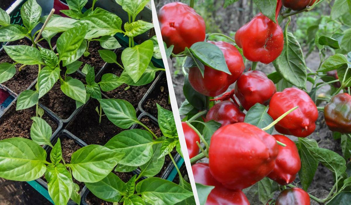 что посадить на рассаду в декабре что посадить на рассаду в декабре