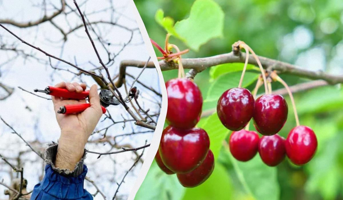 коли обрізати вишню коли обрізати вишню