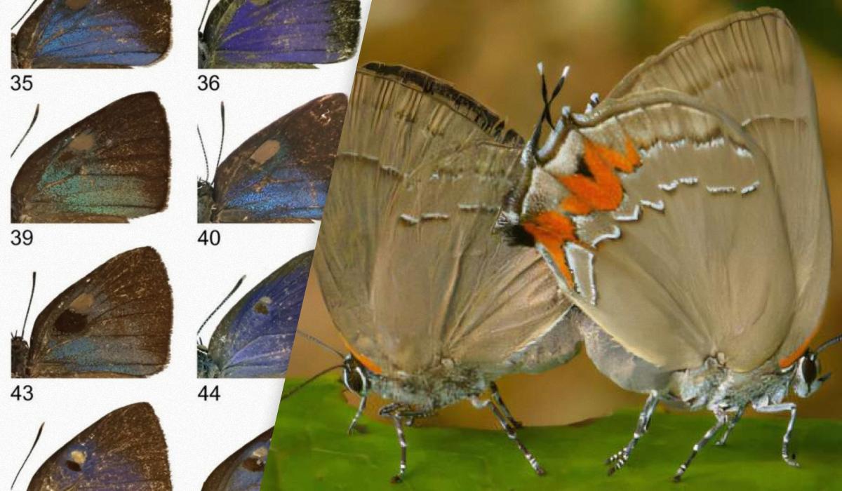 Годами ученые не замечали, что в коллекции музея существуют неизвестные виды бабочек / коллаж УНИАН, фото Zootaxa