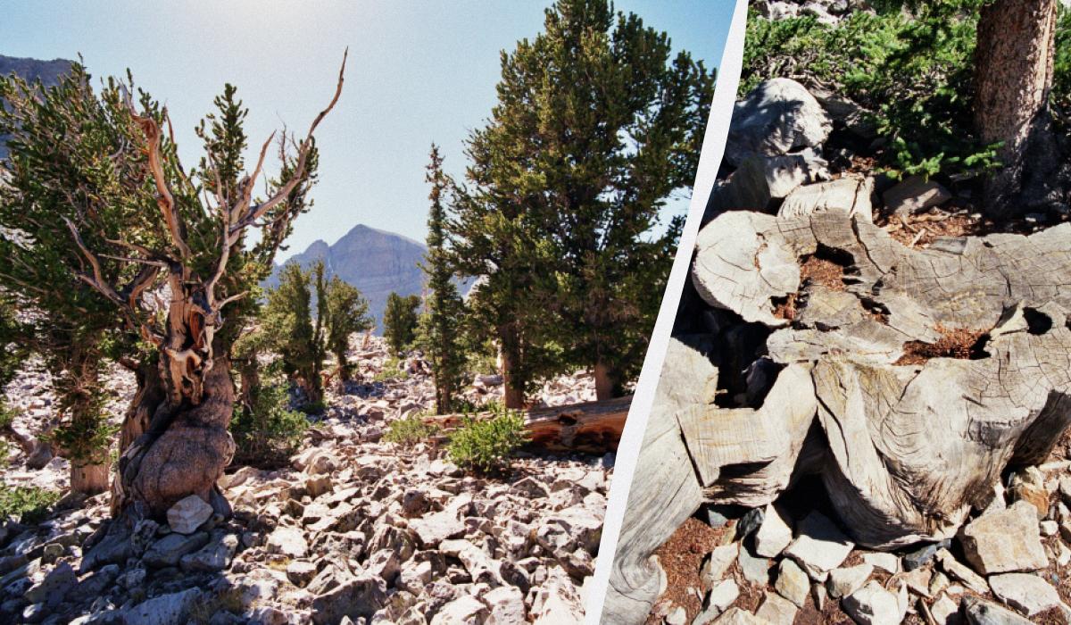 Найстарше дерево світу, відоме, як "Прометей", необережно знищив молодий вчений / колаж УНІАН, фото Вікіпедія Найстарше дерево світу, відоме, як "Прометей", необережно знищив молодий вчений / колаж УНІАН, фото Вікіпедія