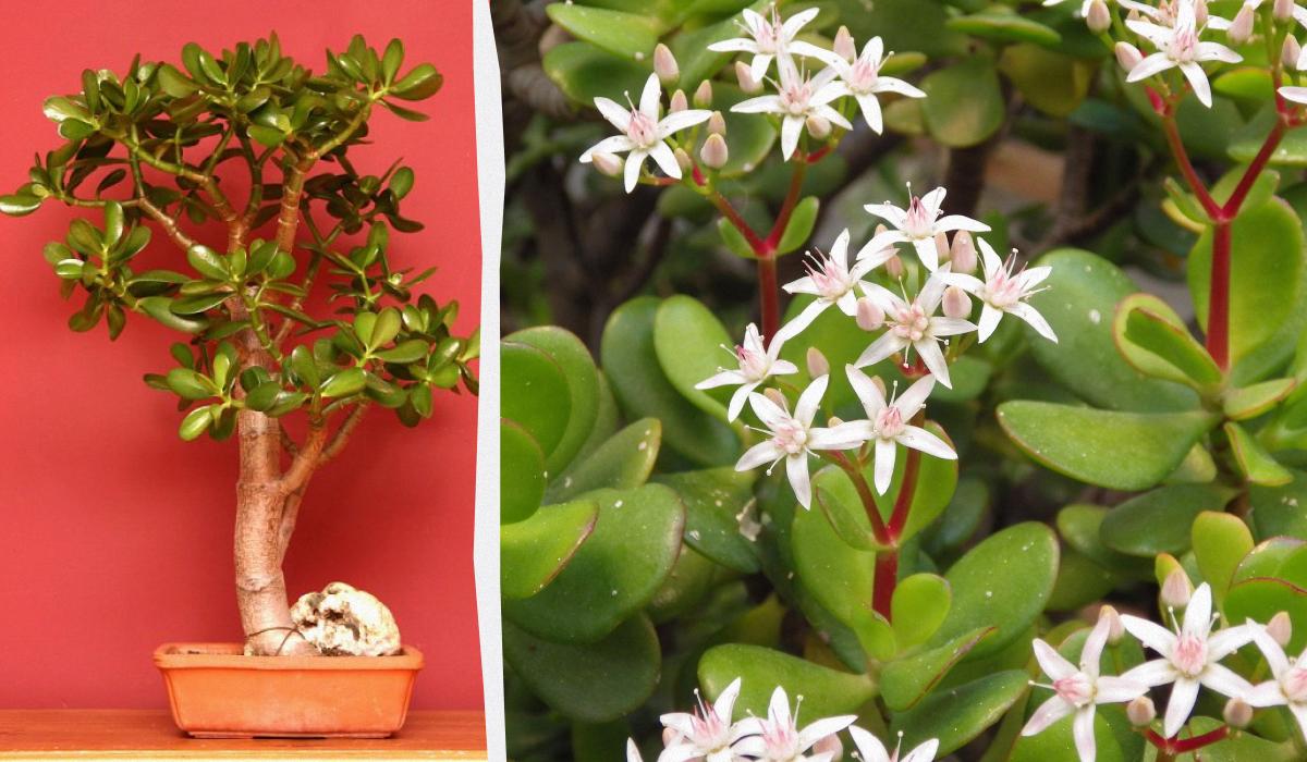 Как формировать денежное деревоколлаж УНИАН, фото Википедия