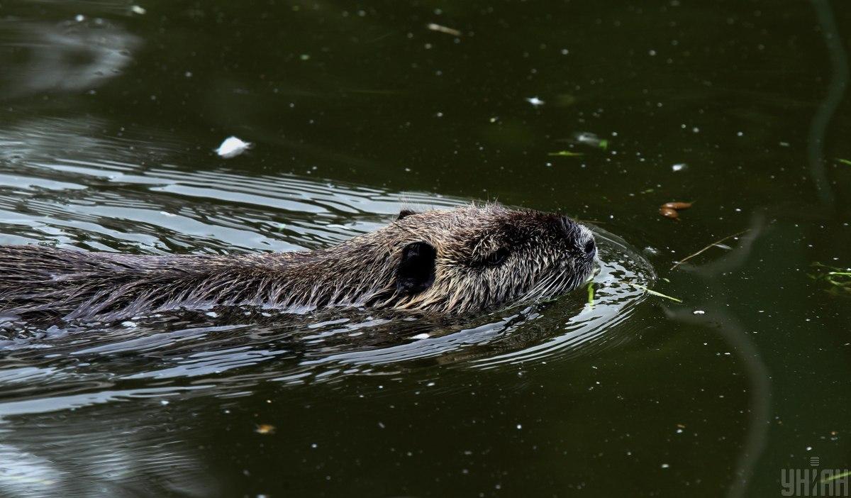 В нацпарке может жить не менее 100 таких животных / фото УНИАН, иллюстративное В нацпарке может жить не менее 100 таких животных / фото УНИАН, иллюстративное