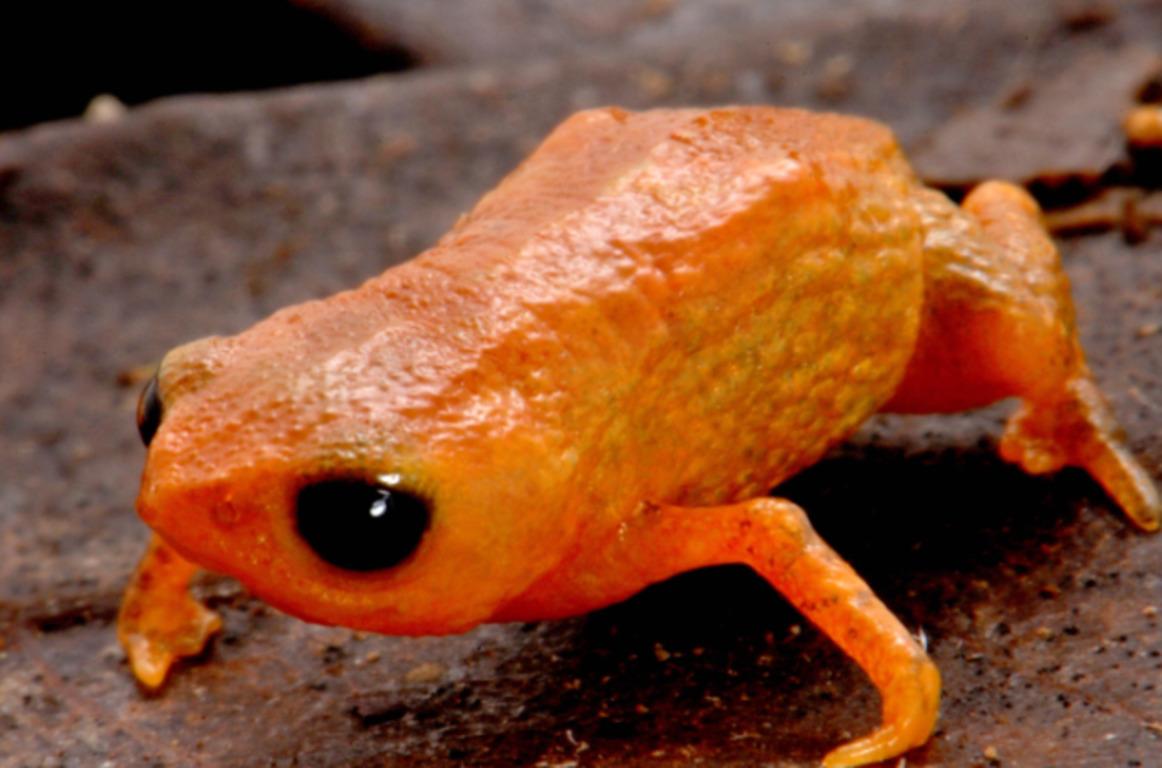 Размер лягушки не превышает 14 см / фото - Луис Фернандо Рибейро Размер лягушки не превышает 14 см / фото - Луис Фернандо Рибейро