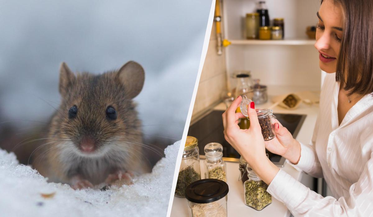 Як позбутися щурів на дачній ділянці 